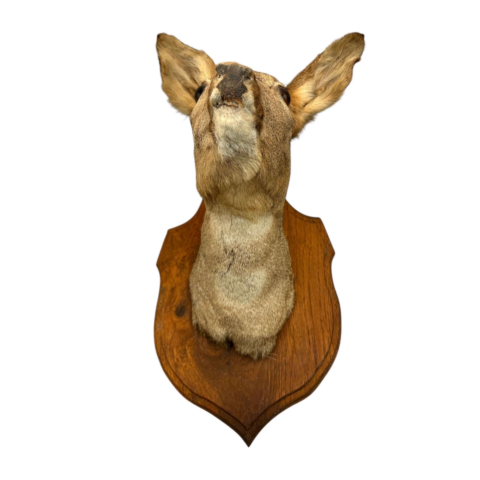 Taxidermy Deer Head, Roe Deer Wall Mounted, Stuffed Mount, Gift for Hunter 