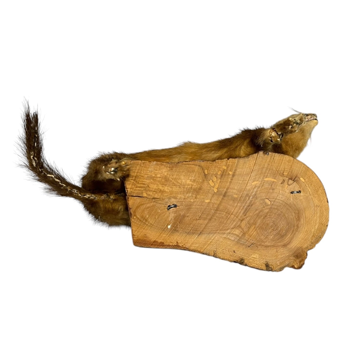 Close up of a taxidermy weasel on a white background