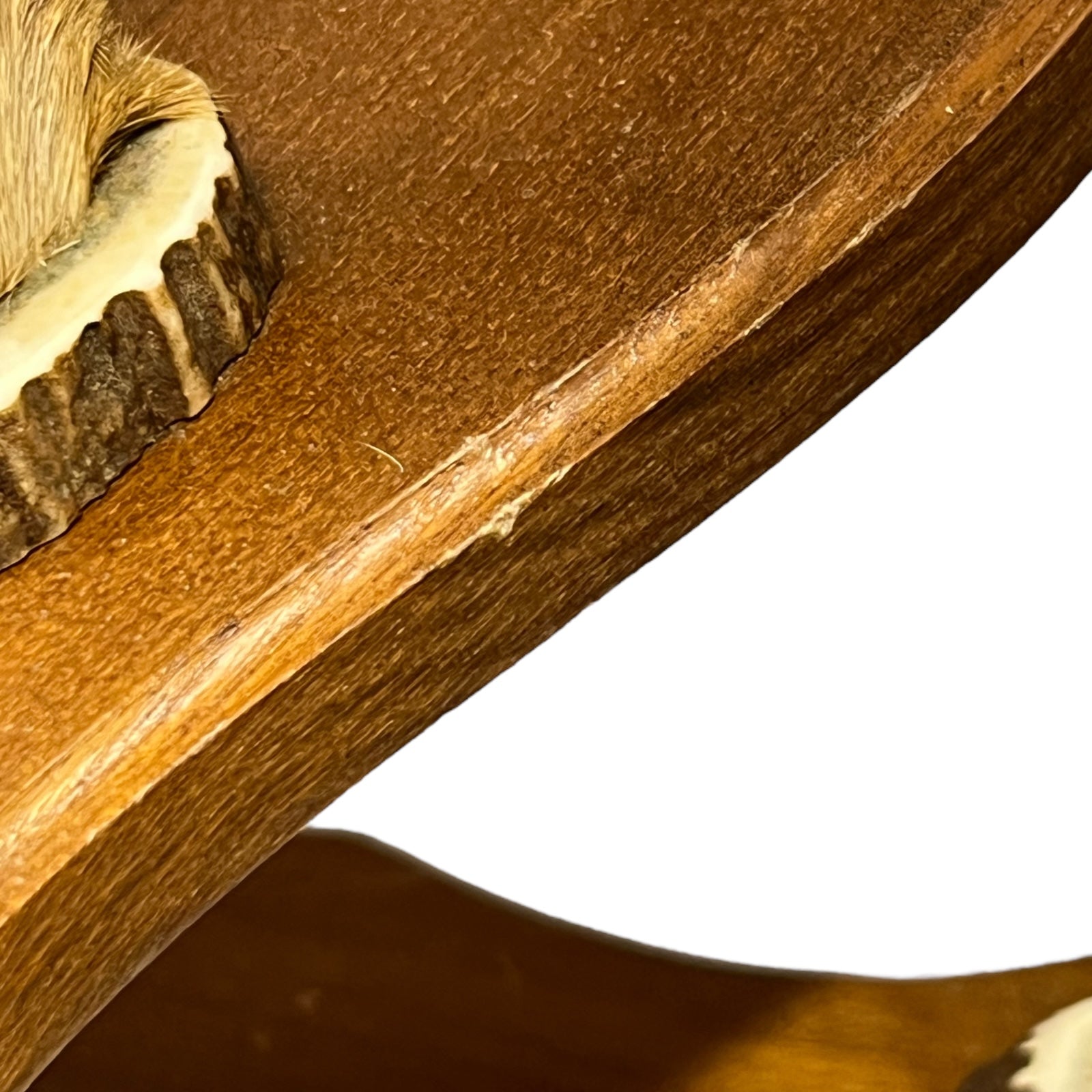 Close-up of a deer's hoof set of coat hooks on a white background