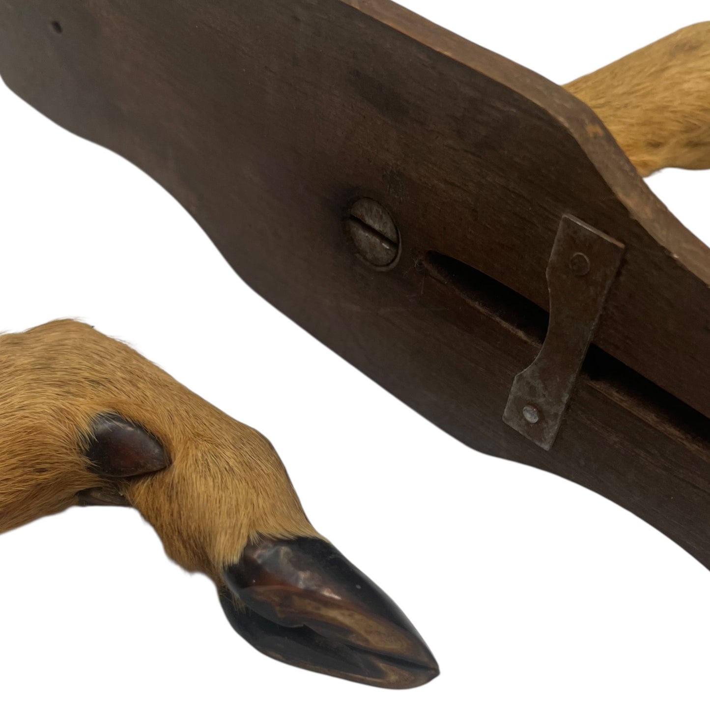 close up of deer hooves on a white background 
