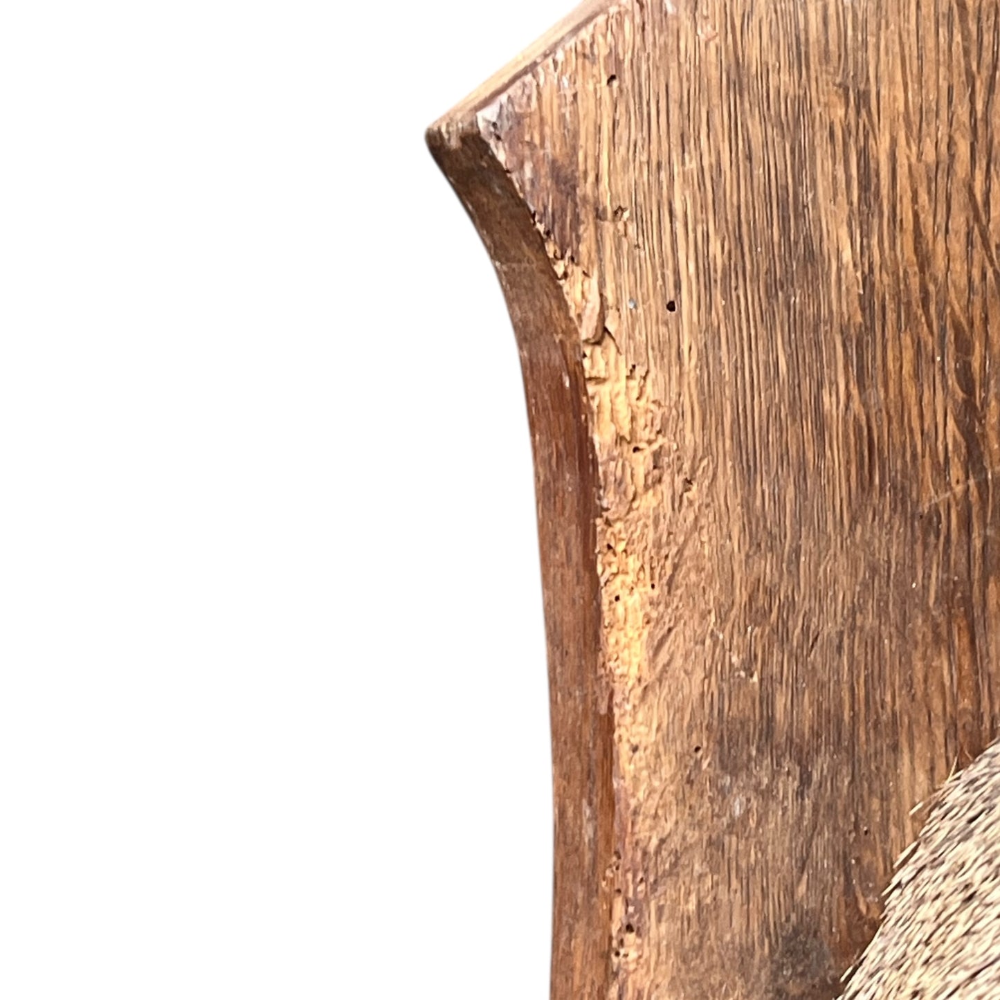 Close-up of a taxidermy deer head on a white background
