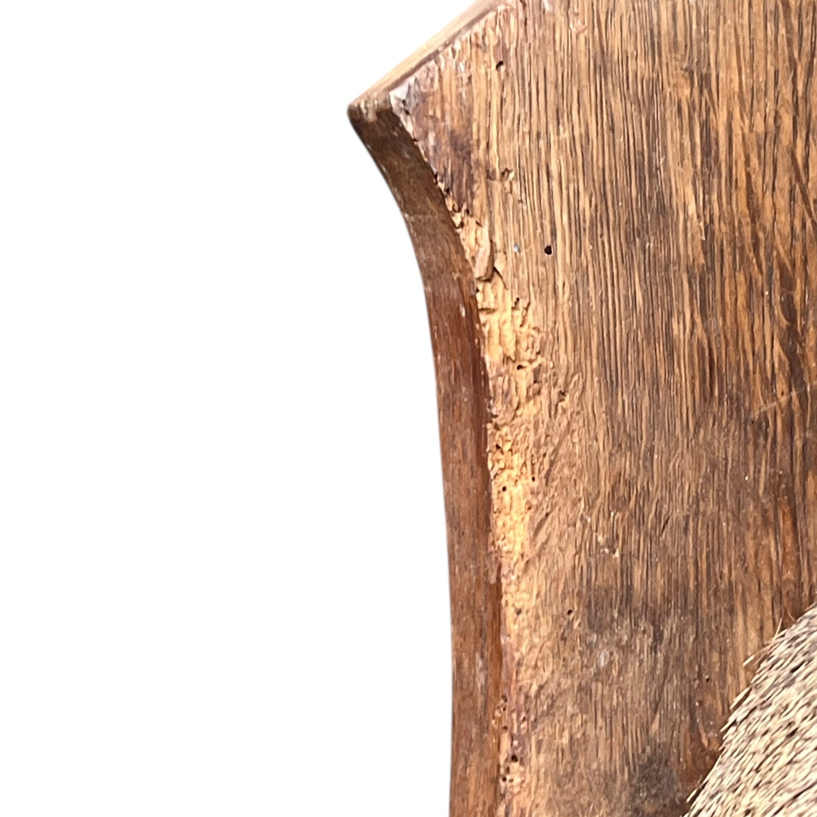 Close-up of a taxidermy deer head on a white background