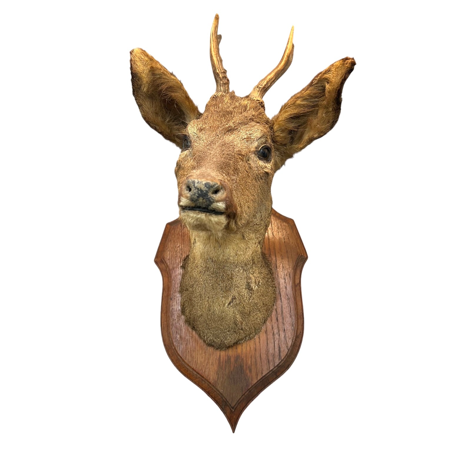 Taxidermy deer head mounted on a wooden plaque against a white background