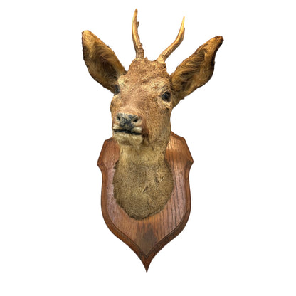 Taxidermy deer head mounted on a wooden plaque against a white background