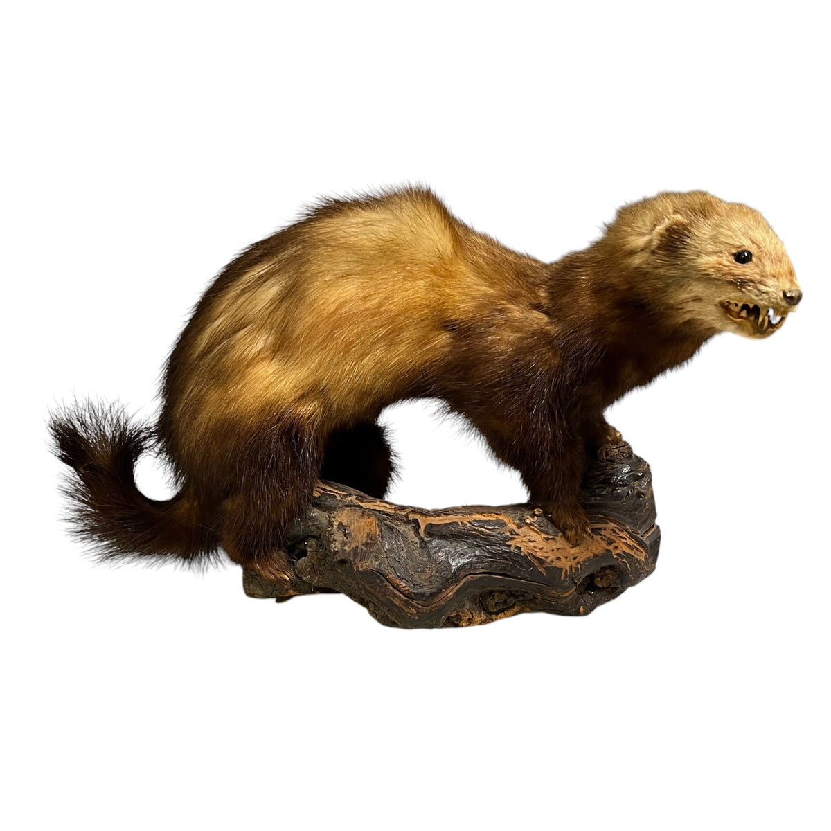 Vintage European Polecat Taxidermy Mount – Mustela putorius Natural History Display