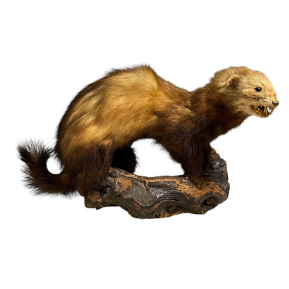 Vintage European Polecat Taxidermy Mount – Mustela putorius Natural History Display