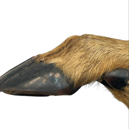 Close-up of a deer hoof on a wooden surface with a white background