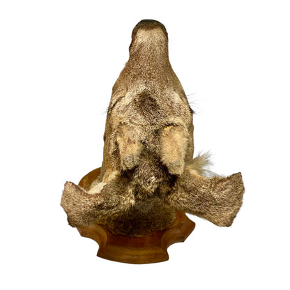 Close-up of a taxidermy deer head against a plain white background back view