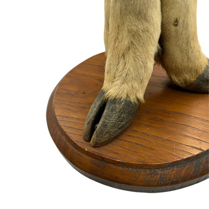 close up of taxidermy plant stand base