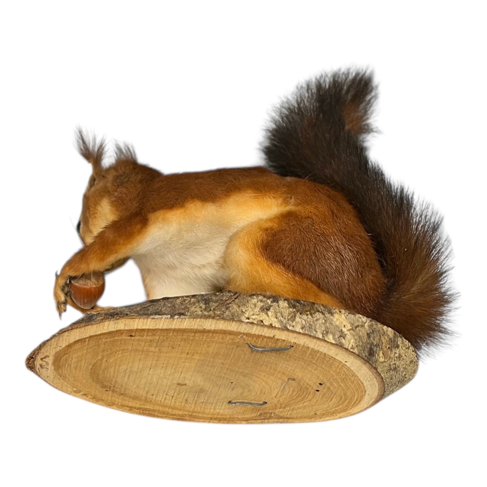 Taxidermy of a squirrel on a wooden platform with a white background