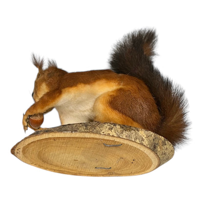 Taxidermy of a squirrel on a wooden platform with a white background