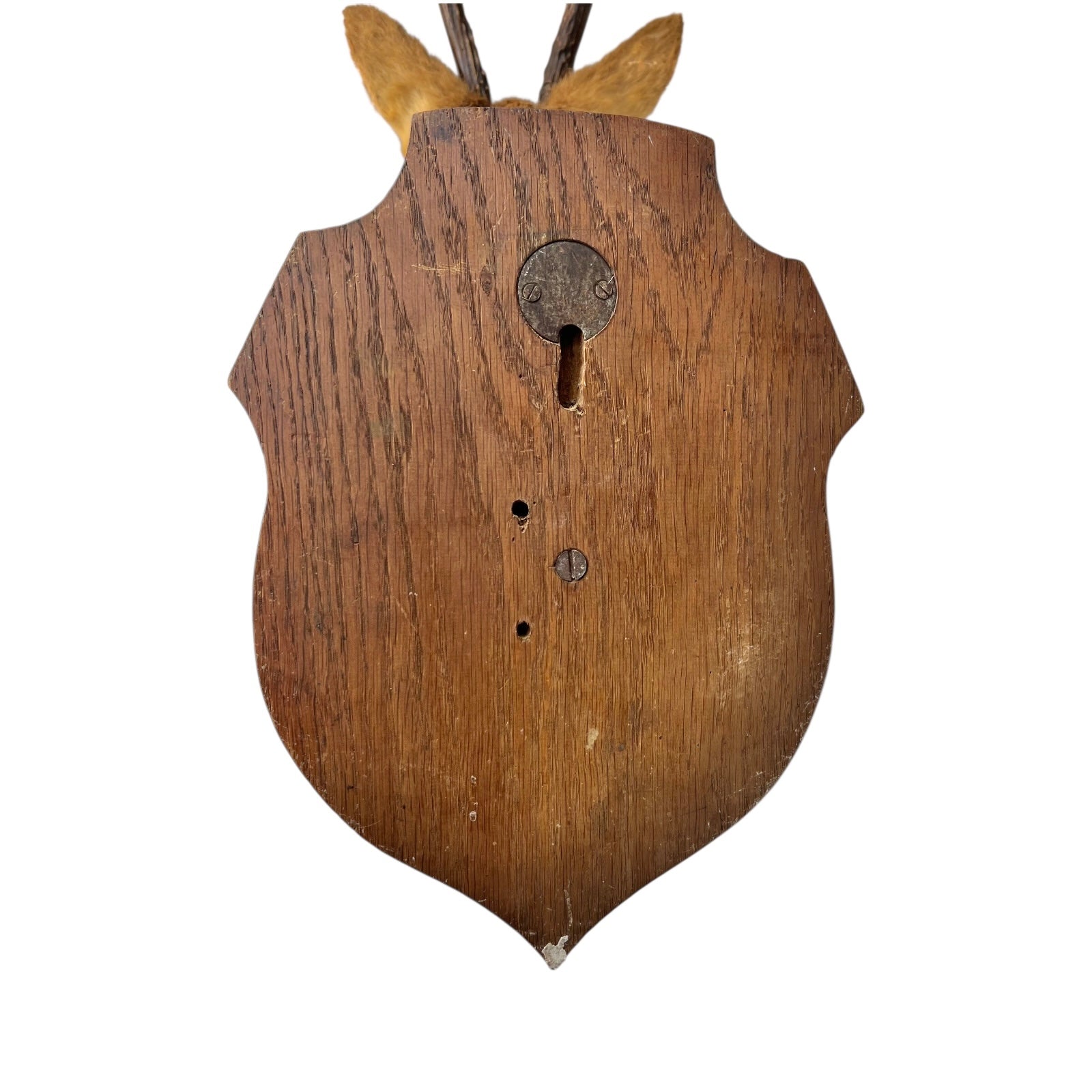close up image of deer head mount back