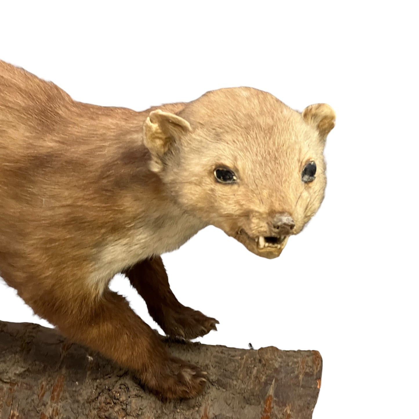 Close-up of a taxidermy small stoat-like animal against a white background.