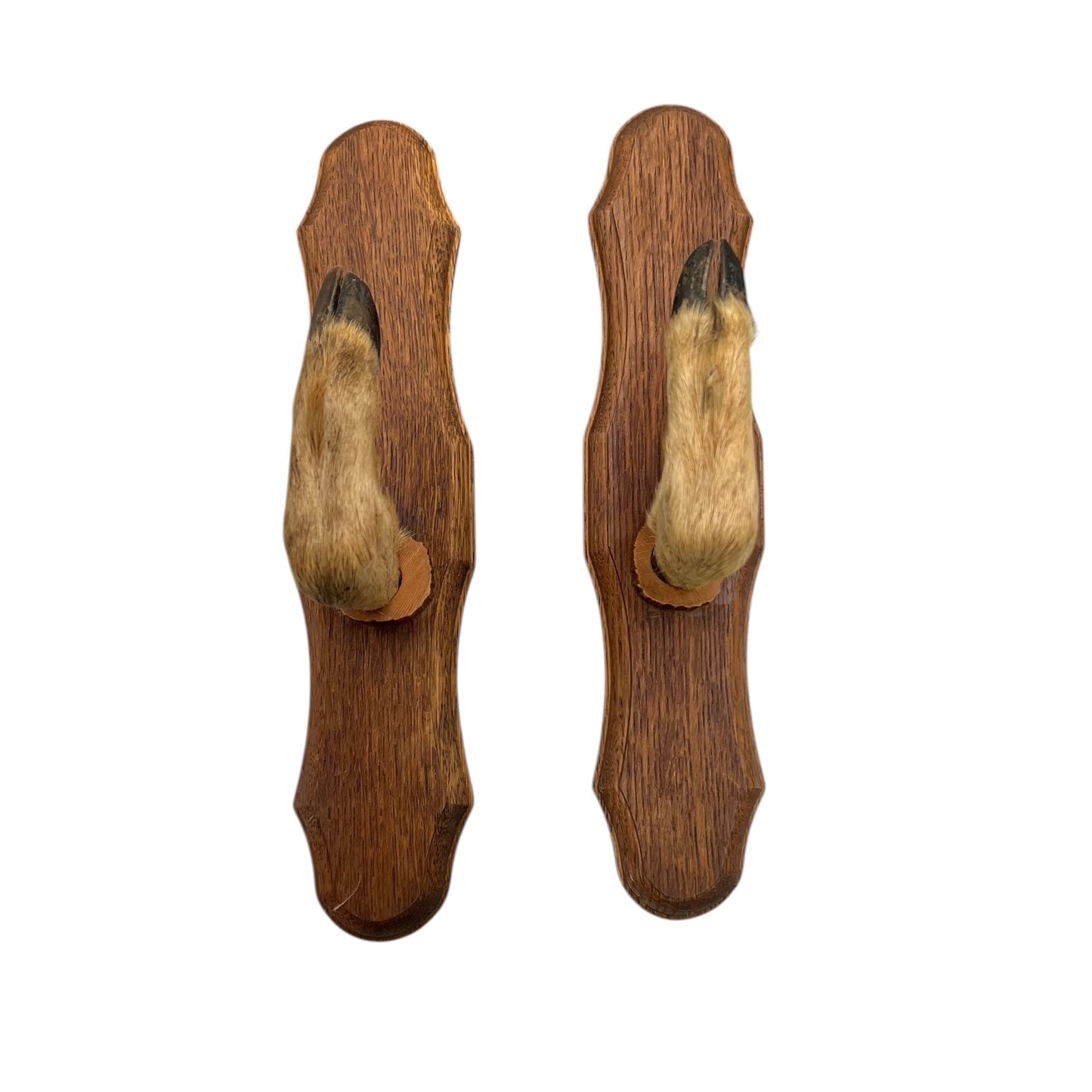 French Deer Hoof Vintage Taxidermy Coat Hooks – Hunting Gift