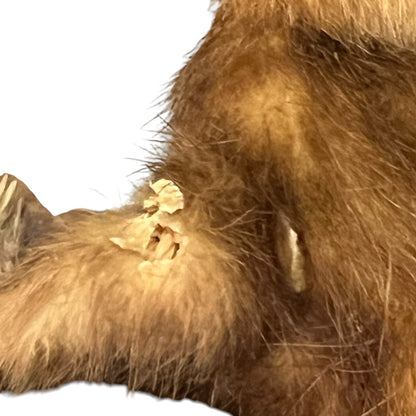 Close up of a taxidermy weasel on a white background