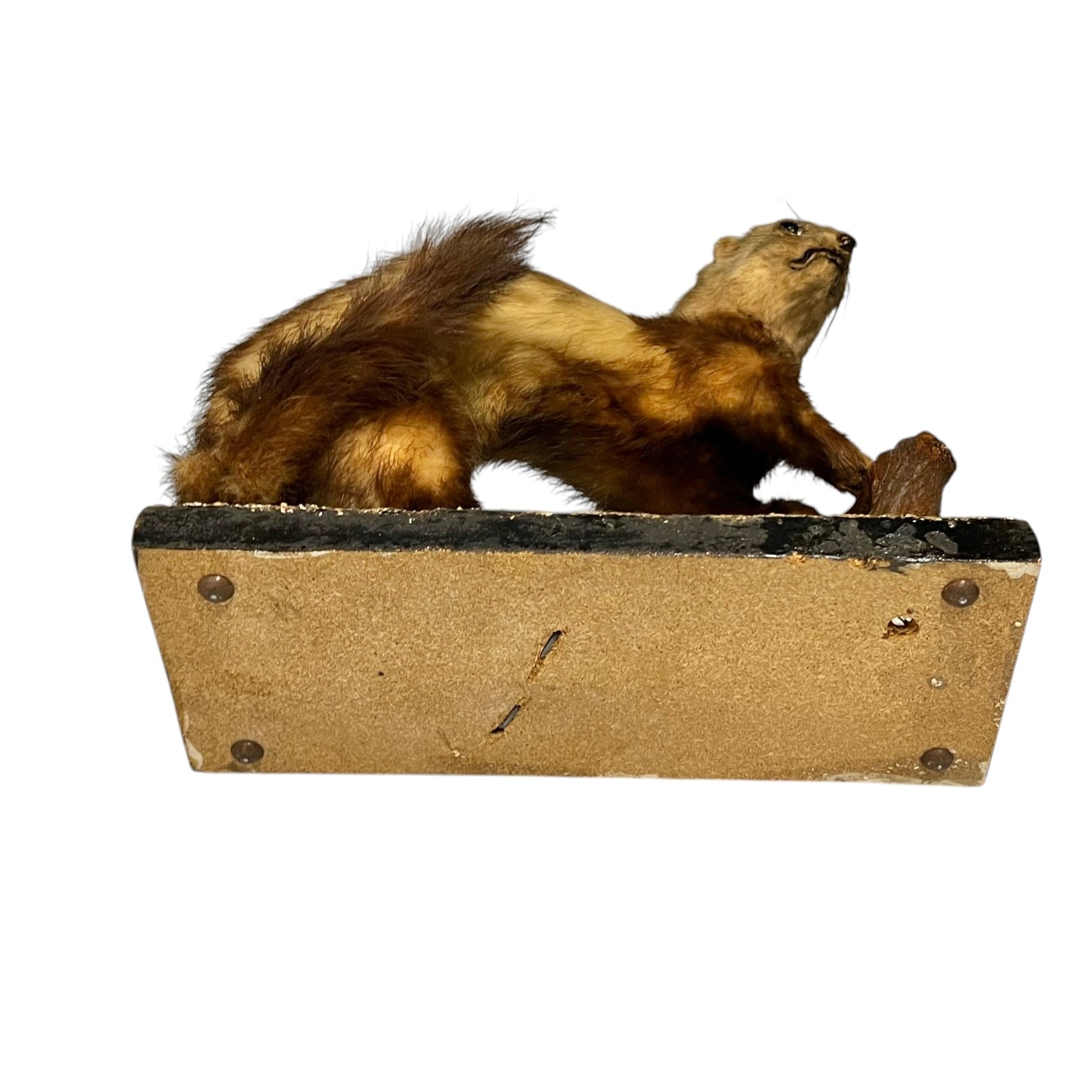close up of a taxidermy wildlife small animal on a white background