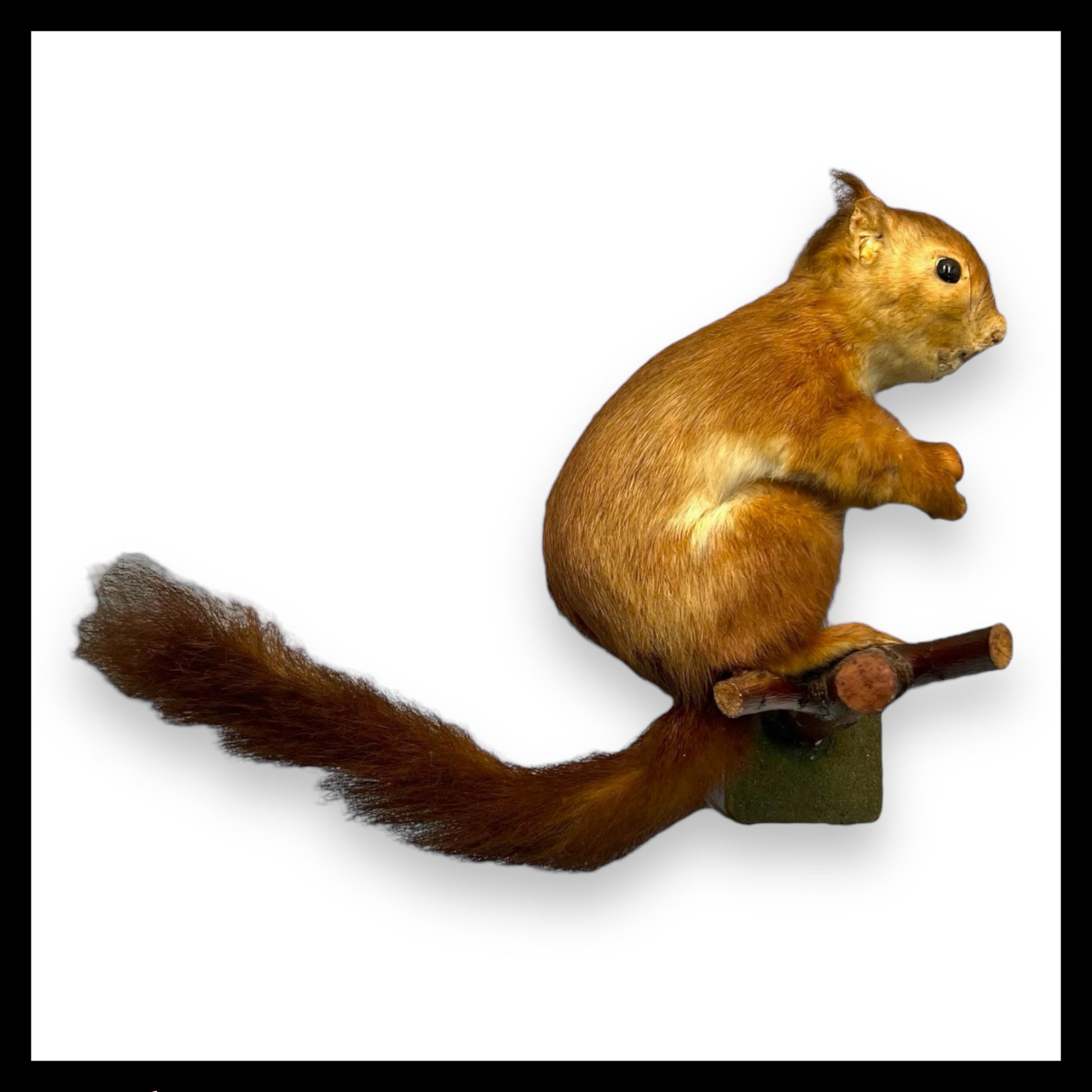 French Vintage Taxidermy Squirrel, Stuffed Animal, Taxidermy Red Squirrel for sale by All Things French Store