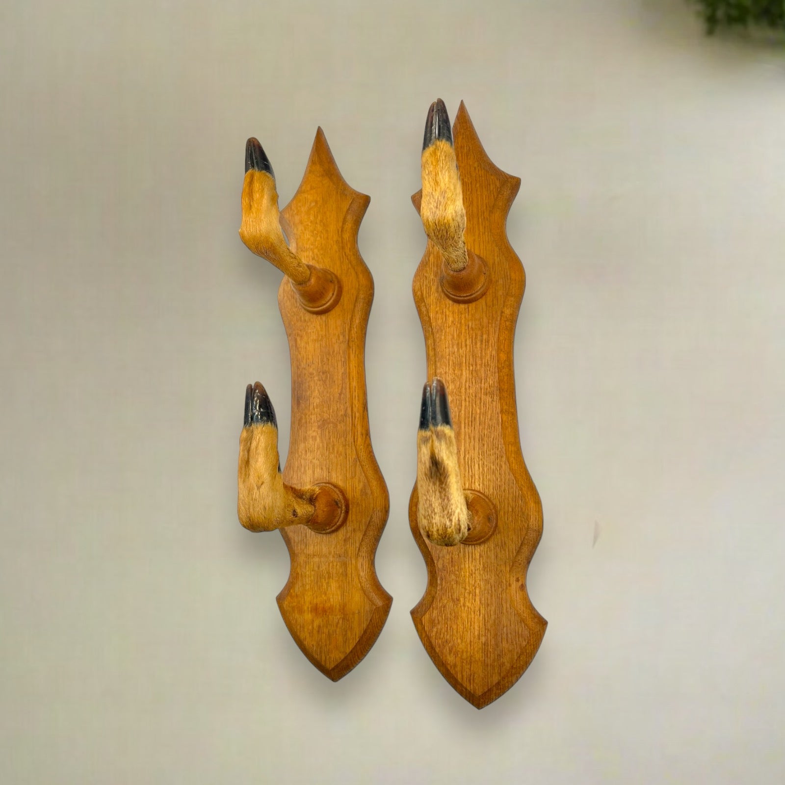 French Taxidermy Roe Deer Hooves Coat or Hat Hooks, Gun Rack or Umbrella Holder