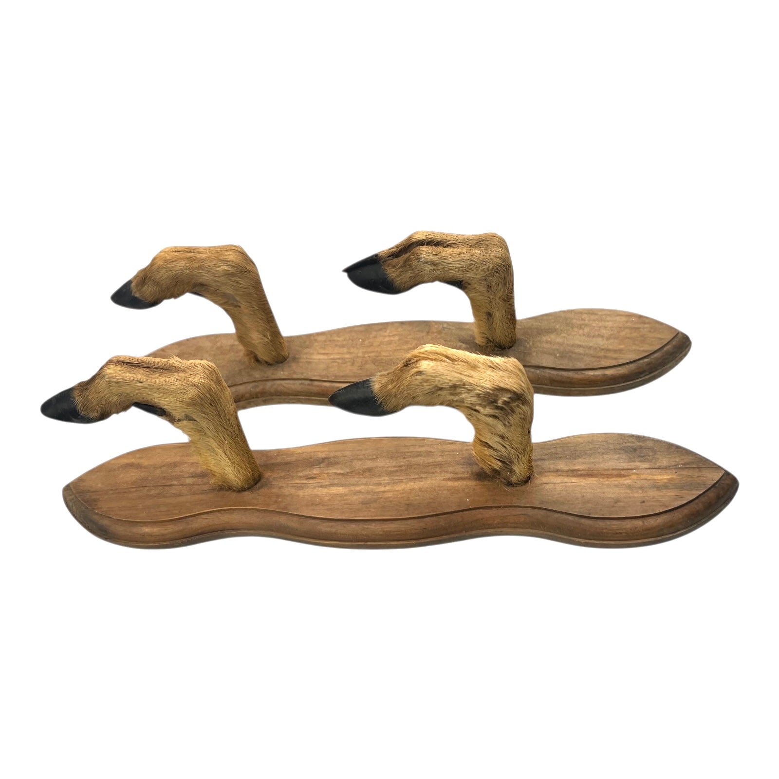 Pair of deer hoof coat hooks on a wooden mount on a white background