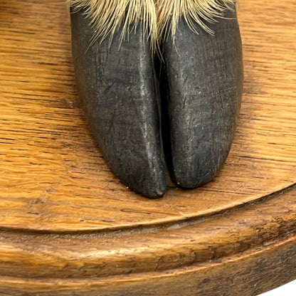 close up image of taxidermy stand base