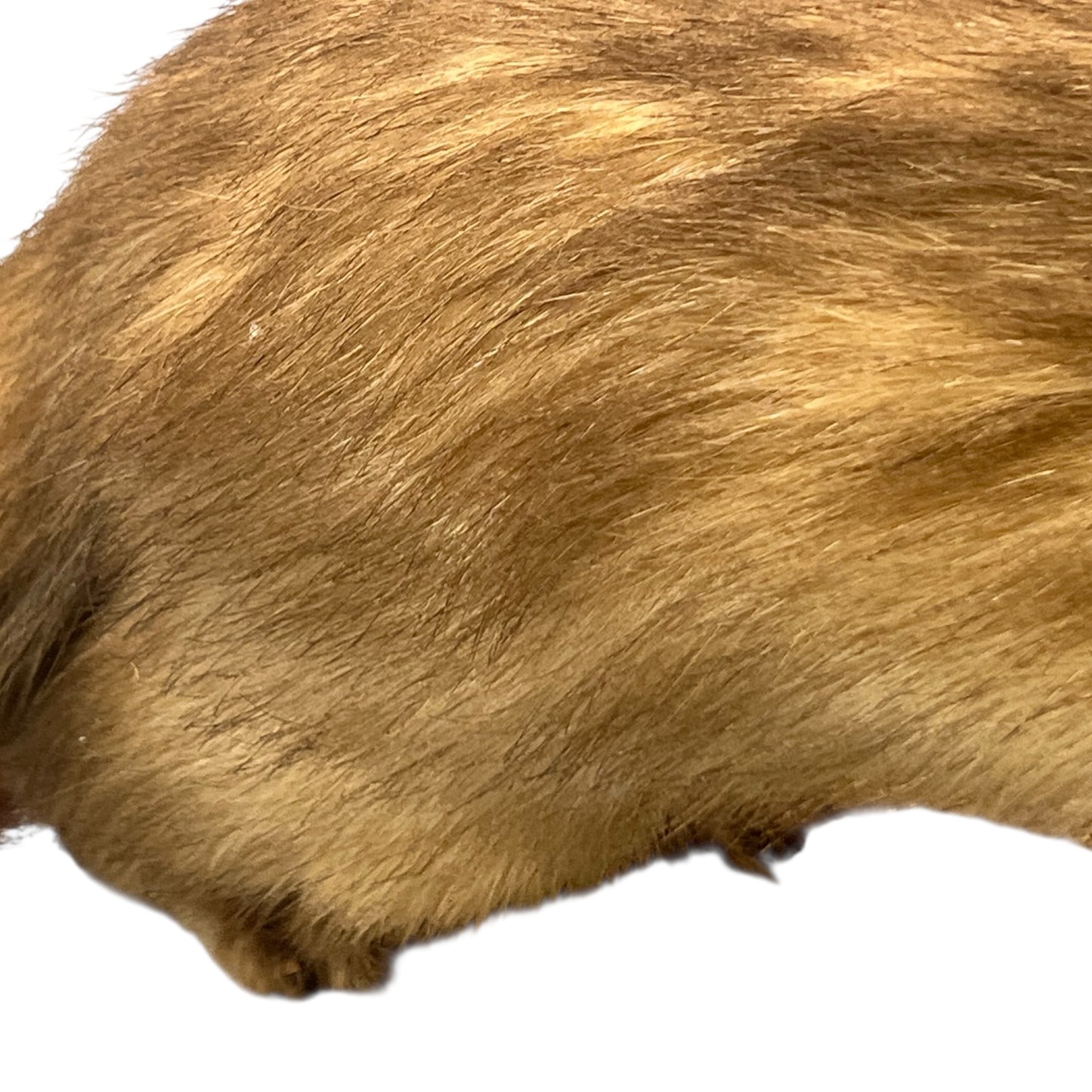 Close up of taxidermy animal on a white background