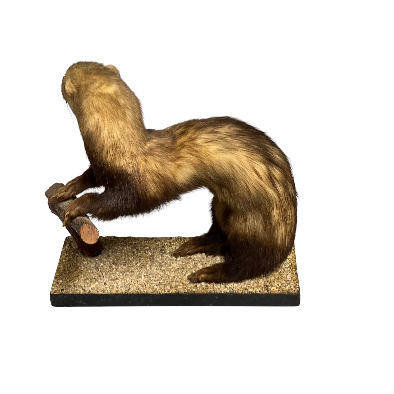 close up of a taxidermy wildlife small animal on a white background