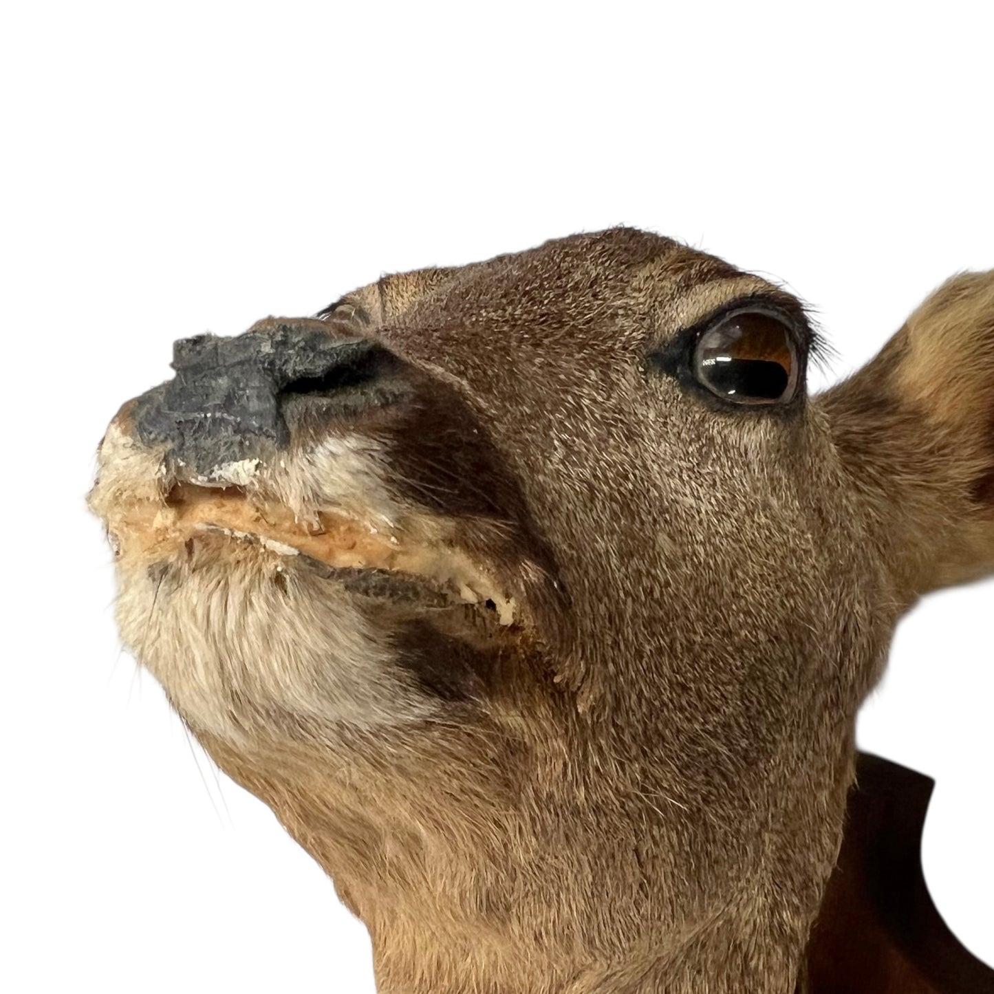 Close-up of a deer mouth with a white background