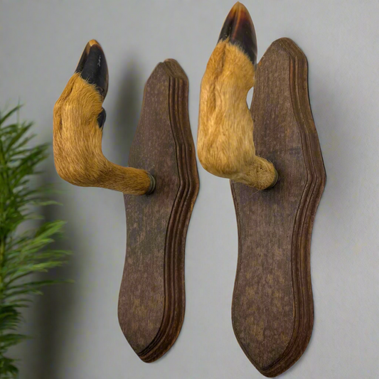 pair of French vintage deer hoof coat hooks on a grey wall with a pot plant ion the background