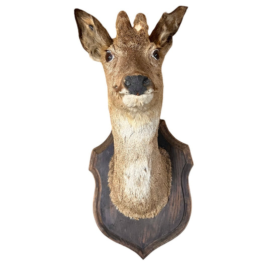 Deer head mount on a wooden plaque against a white background