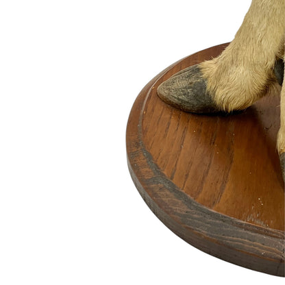 close up of taxidermy plant stand base