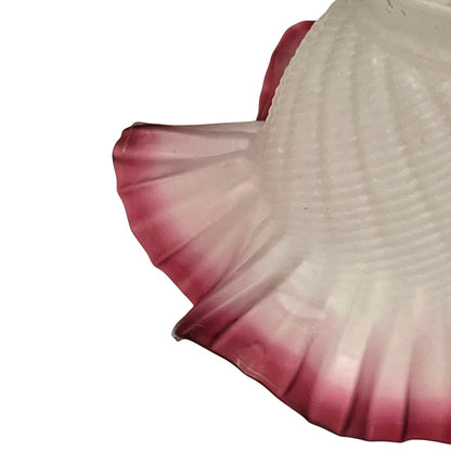 Close-up of a shell with pink and white colors on a white background
