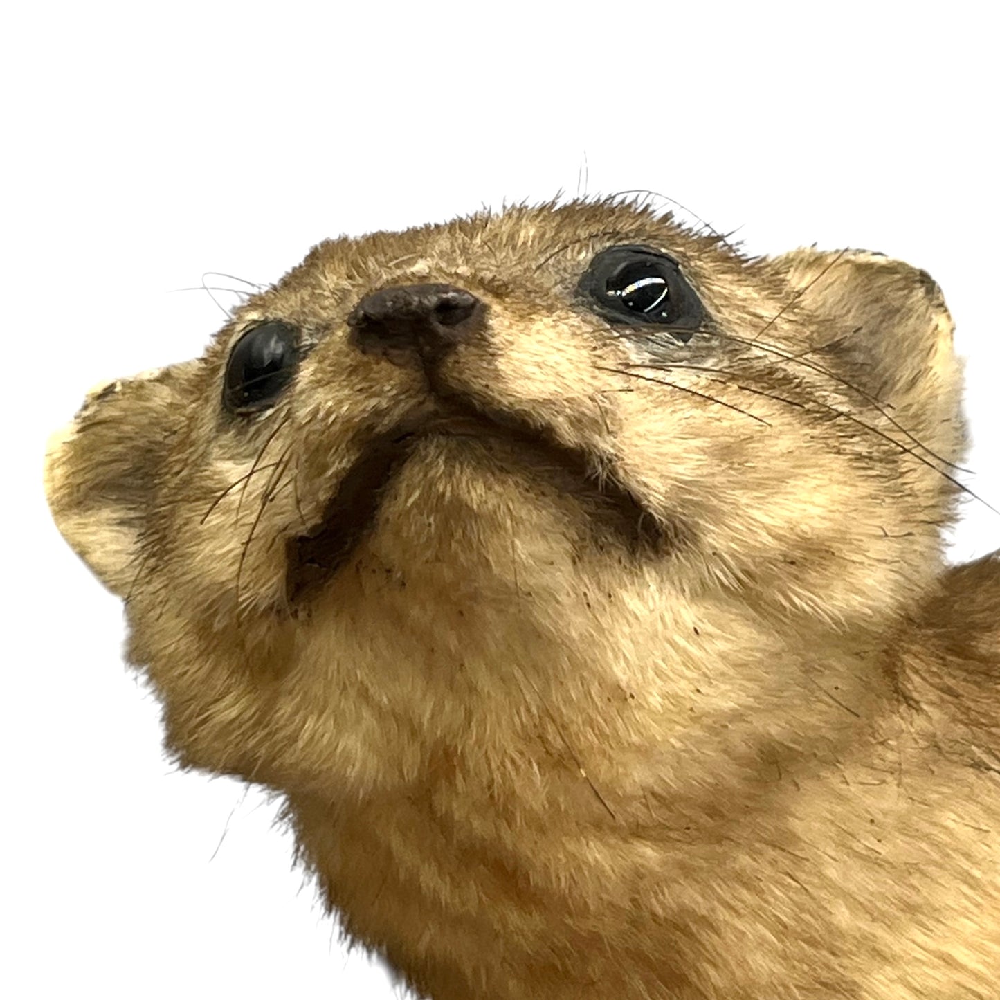 Close up of taxidermy animal on a white background