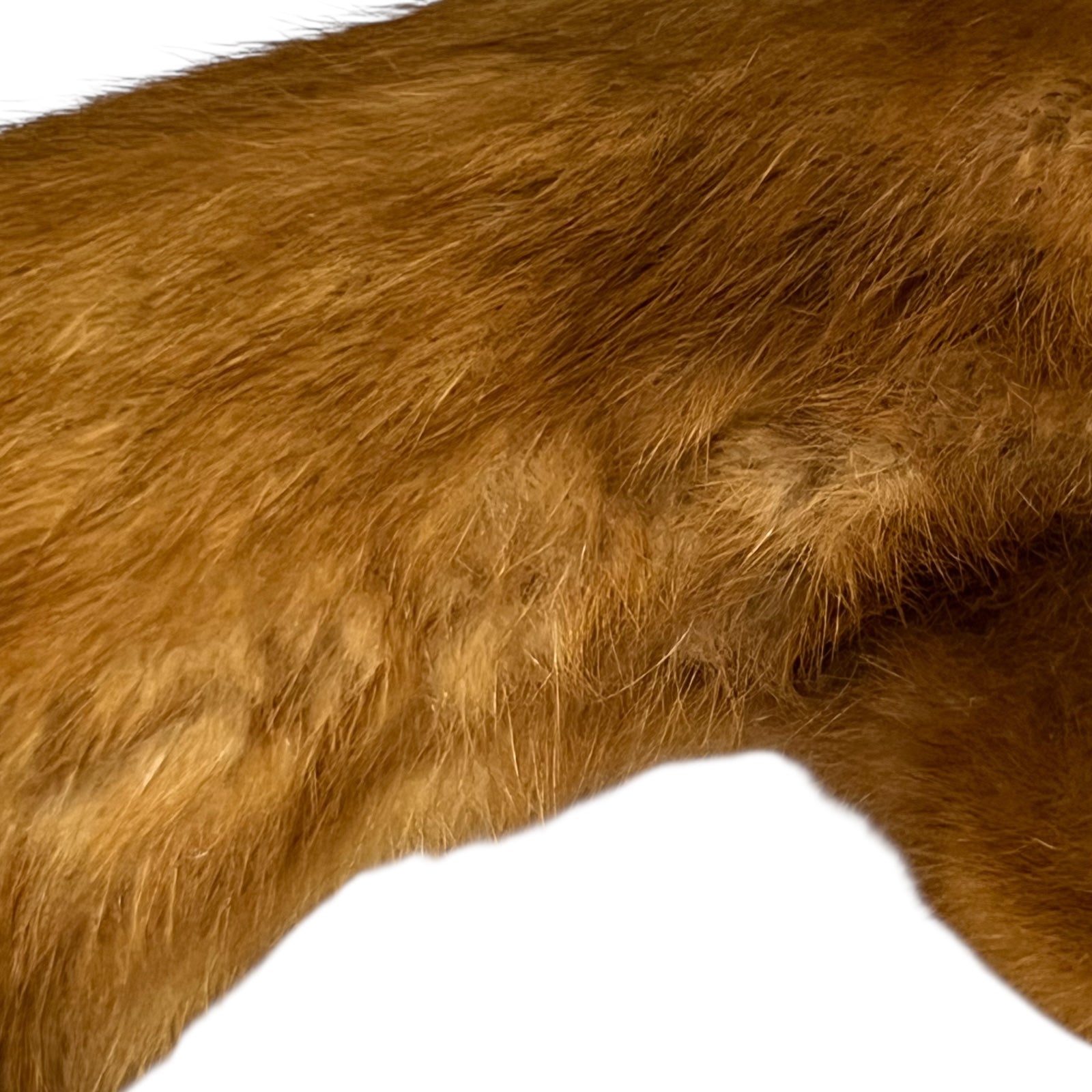 Close-up of a taxidermy small animal with a white background