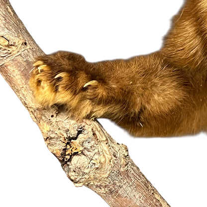 Close-up of a taxidermy small animal with a white background
