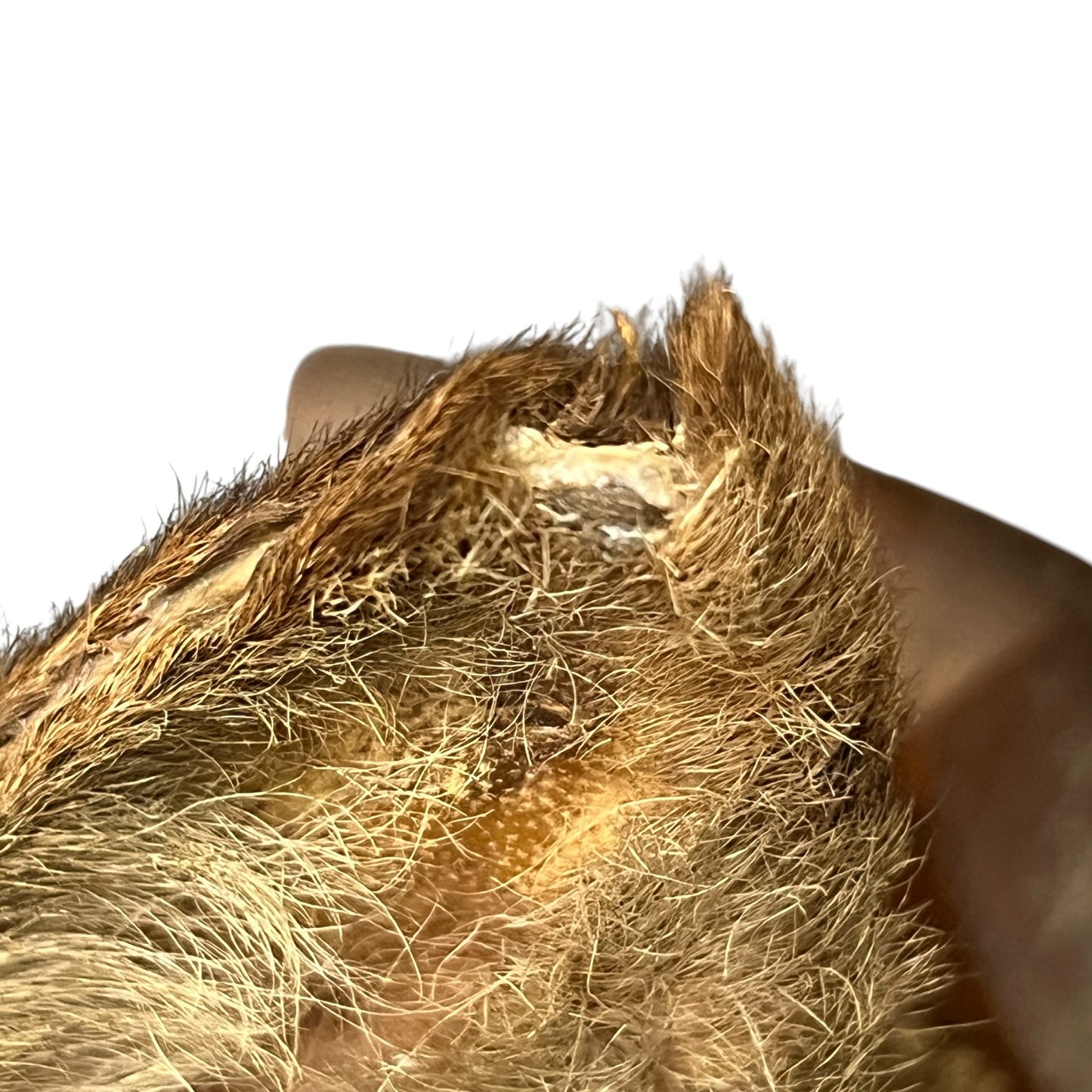 Close-up of a deer ear and surrounding fur against a plain white background.
