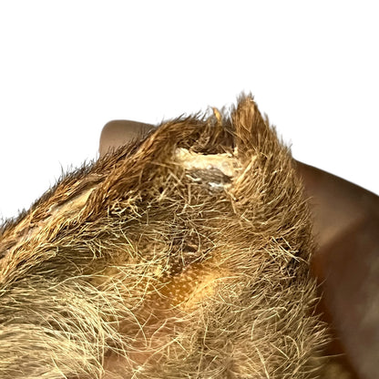 Close-up of a deer ear and surrounding fur against a plain white background.