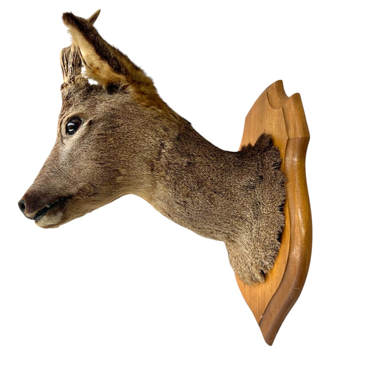 A taxidermy deer head mount on a carved wooden plaque, shown against a plain white background.