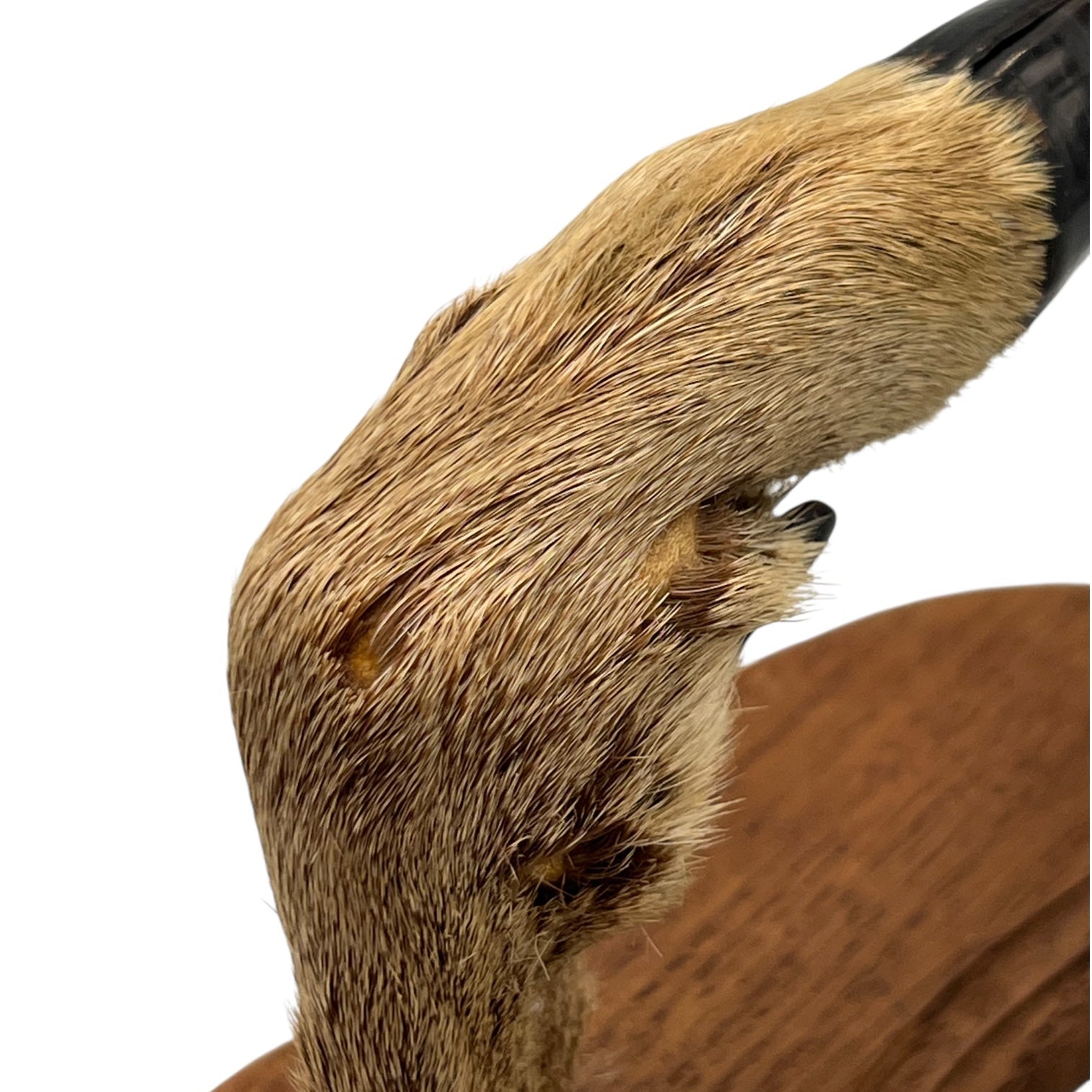 close up of a pair of wooden deer antler mounts with fur on a white background