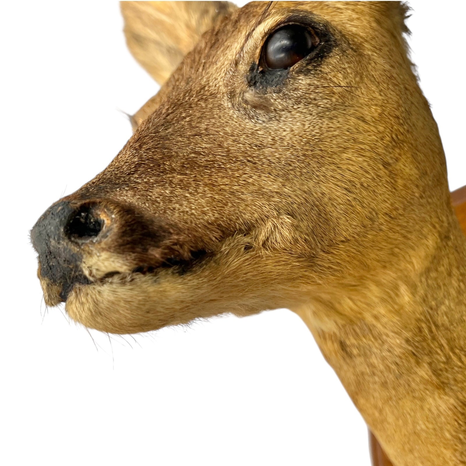 Close-up of a deer's face on a white background