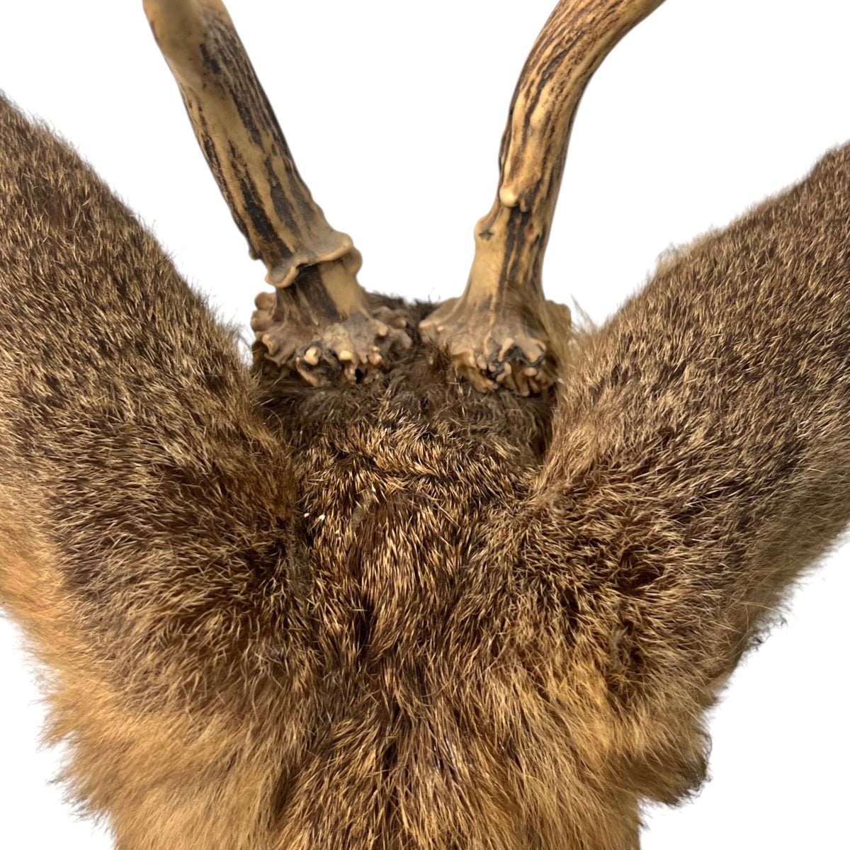 French Taxidermy Deer Head – Vintage Mounted Deer Specimen with Antlers