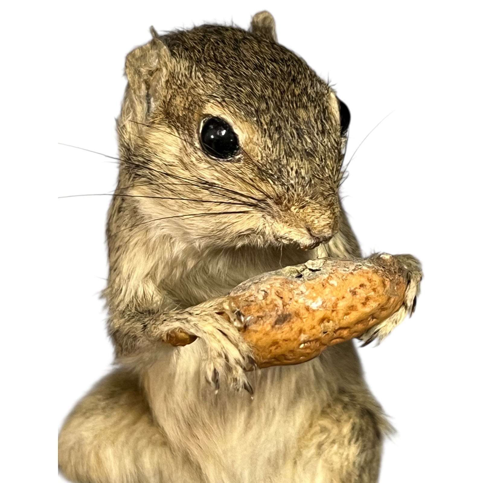 taxidermy chipmunk image of nut