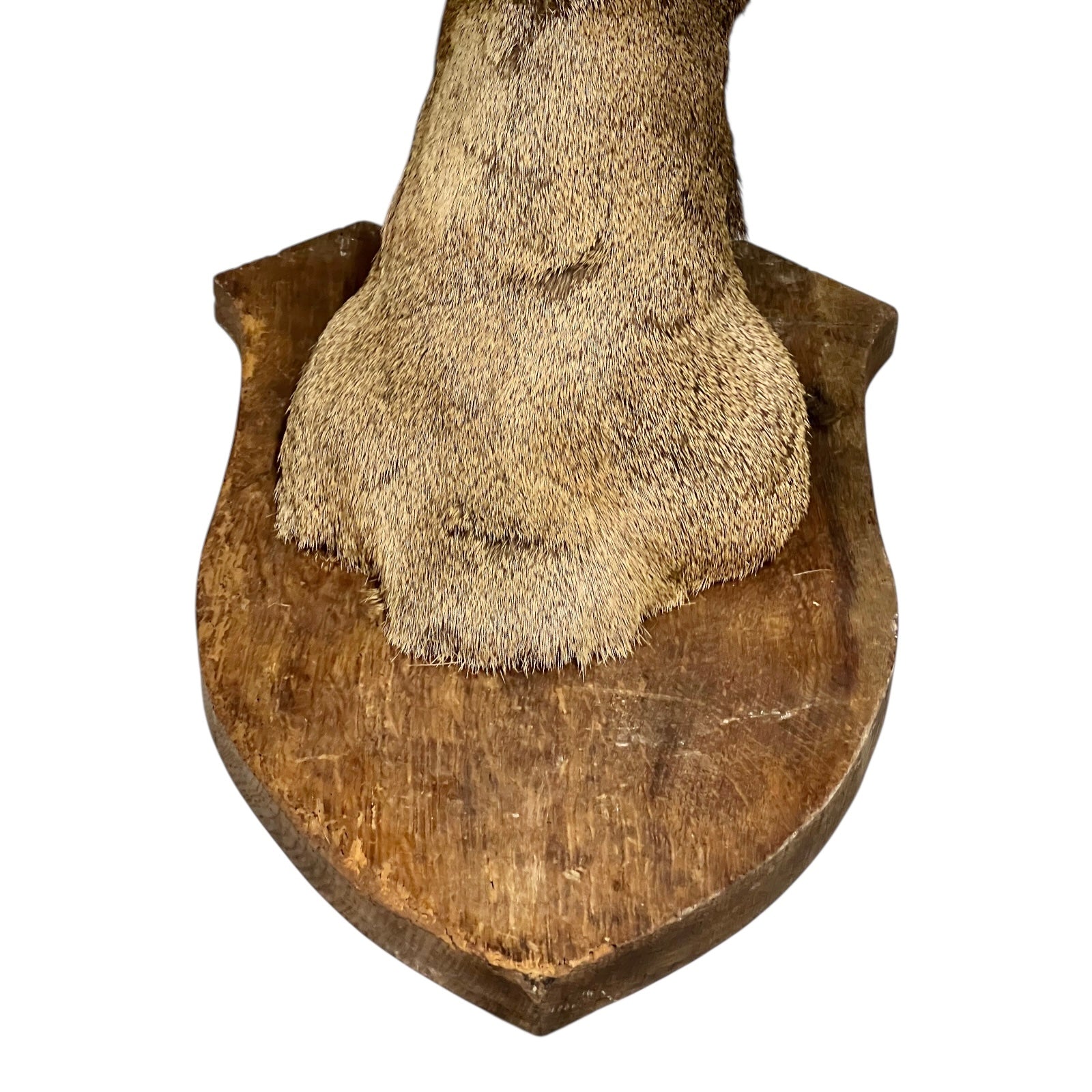 Close-up of a taxidermy deer head on a white background