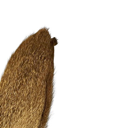 A close-up of a brown deer ear, showing dense bristle texture against a plain white background.