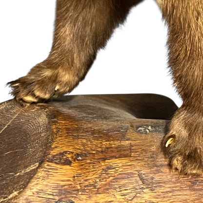 Taxidermy of a Vintage Taxidermy Pine Marten standing on a wooden branch against a white background