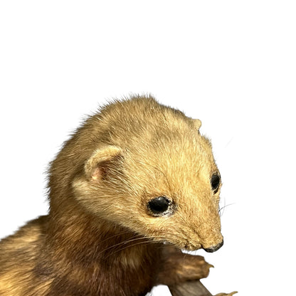 close up of a taxidermy wildlife small animal on a white background