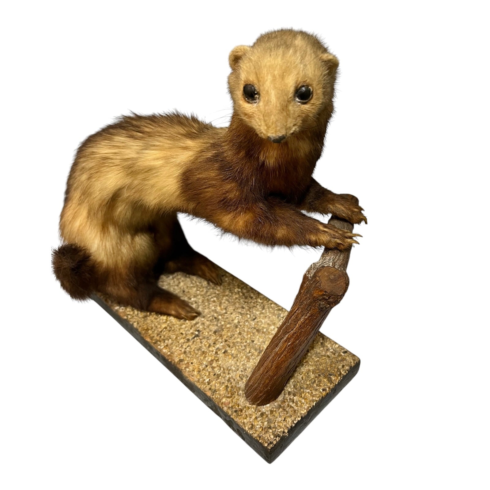 Small French vintage taxidermy stoat or weasel in a half standing position on a wooden gravelled covered mount, brown and beige in colour, ideal for a taxidermy collection, set on a white background