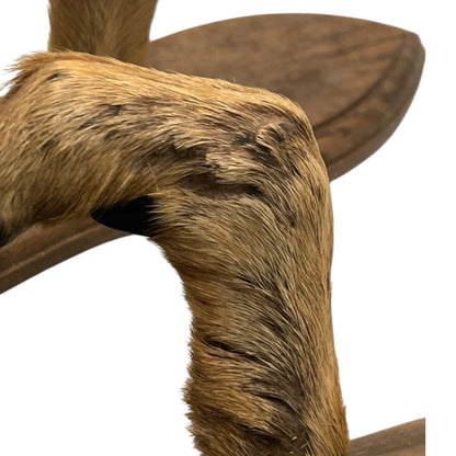 Close-up of a deer hoof on a wooden surface with a white background