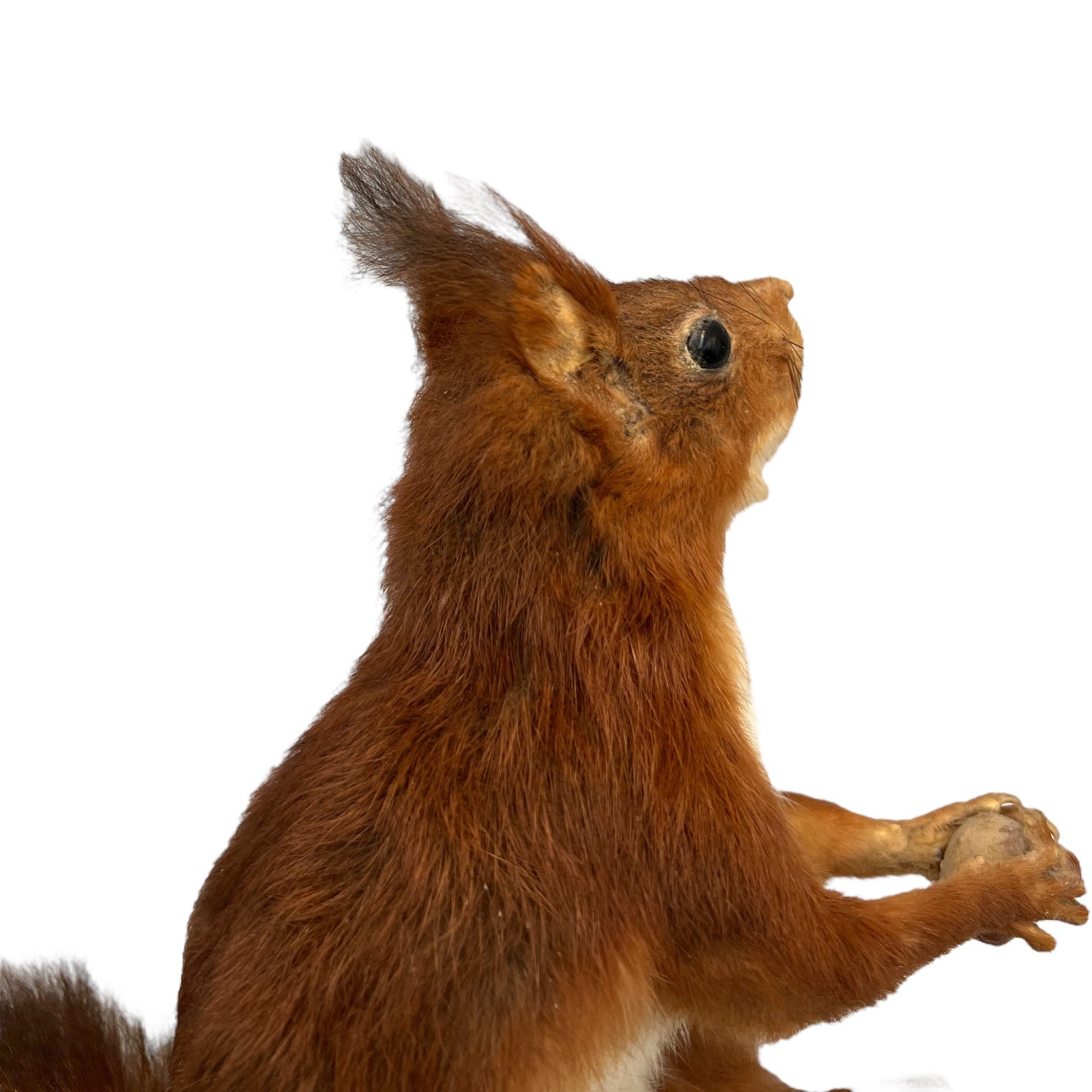 French Vintage Taxidermy Squirrel, Stuffed Animal, Taxidermy Red Squirrel 