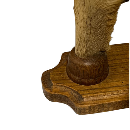 Vintage French Taxidermy Deer Hoof Coat Hooks – Set of 4