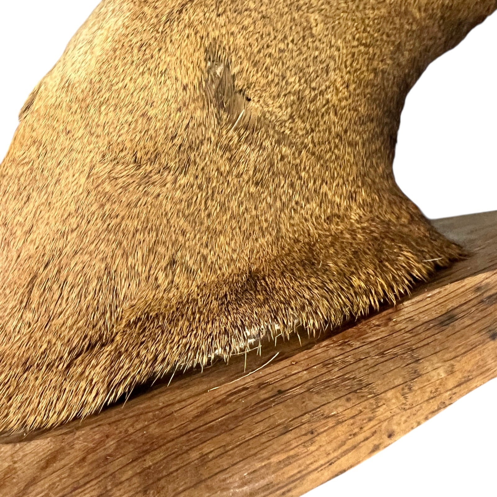 Close-up of a deer head